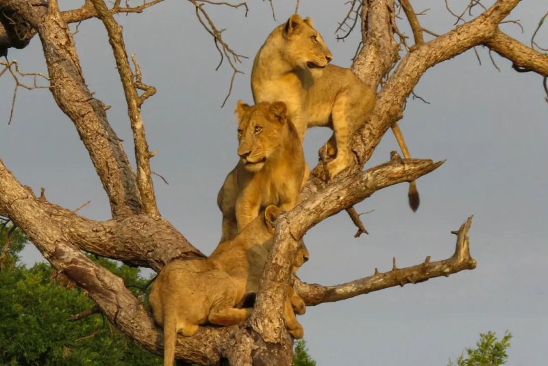 The pride of lions resides in the southern region of Kruger, adjacent to a section of the Crocodile River. Photo courtesy of LatestSightings.com