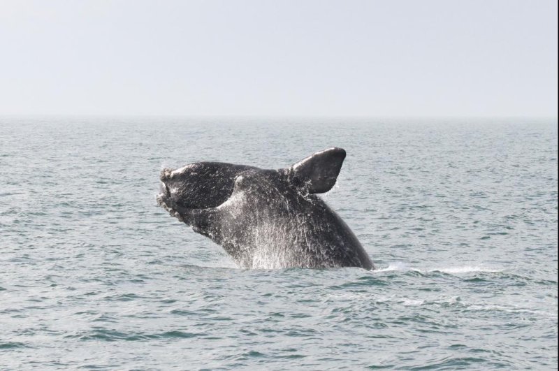 Feds expand protected habitat for right whales along East Coast