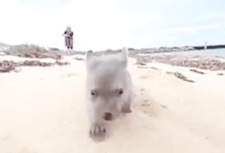 Watch: Baby wombat goes for a run on Australian beach