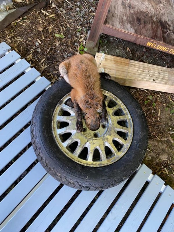 Connecticut State Environmental Conservation Police officers came to the rescue of a fox found with its head stuck through the middle of an old tire in the northwestern part of the state. <a href="https://www.facebook.com/photo?fbid=498188235675007&amp;set=pcb.498189449008219">Photo courtesy of Connecticut State Environmental Conservation Police/Facebook</a>