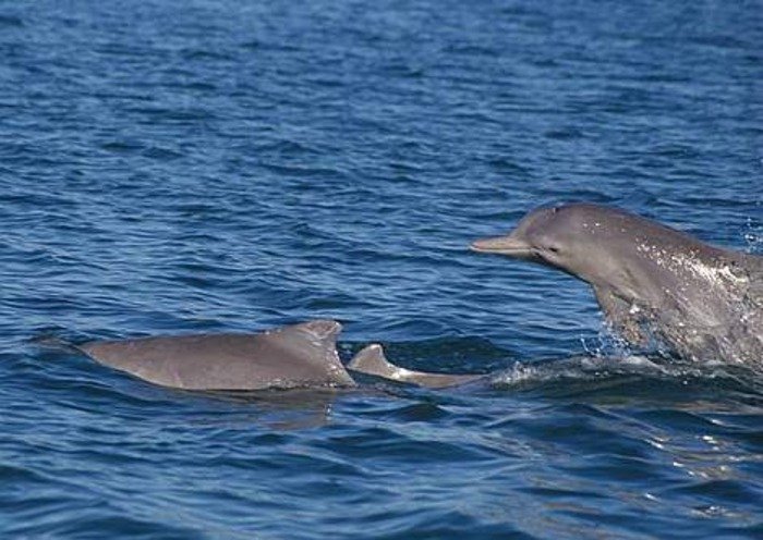 Species of dolphin in northern Australian waters said new to science