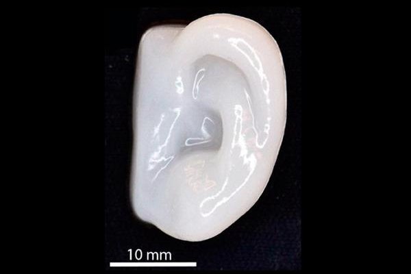 A new 3D bioprinter uses bioink to produce cartilage in the shape of noses, ears and joints. Photo by ACS/Wallenberg Wood Science Center