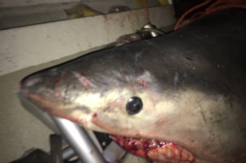 Australian fisherman Terry Selwood was injured after an 8-foot, 440 pound shark leapt into his boat. Photo courtesy Marine Rescue NSW/Twitter