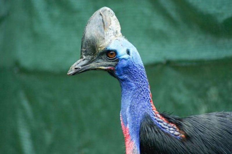 Scientists finally solved the mystery of the cassowary's casque