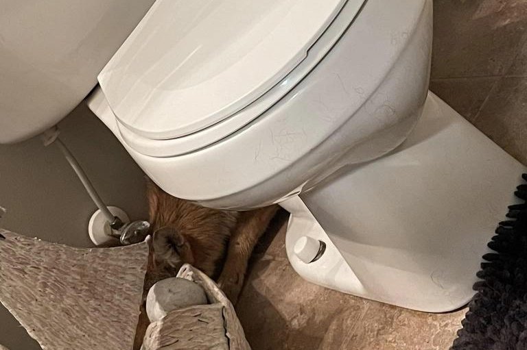 Police in Trenton, Ohio, said family members used a first floor bathroom multiple times Friday morning before discovering there was a coyote hiding behind the toilet. Photo courtesy of the Trenton Police Department - OH/Facebook