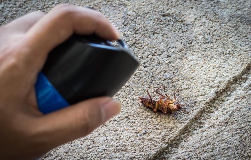 Residents of an apartment in Washington started a small fire by using a makeshift flamethrower in hopes of killing cockroaches. No one was injured and the fire was extinguished by the time fire officials arrived at the scene. Photo by Art_Photo/Shutterstock