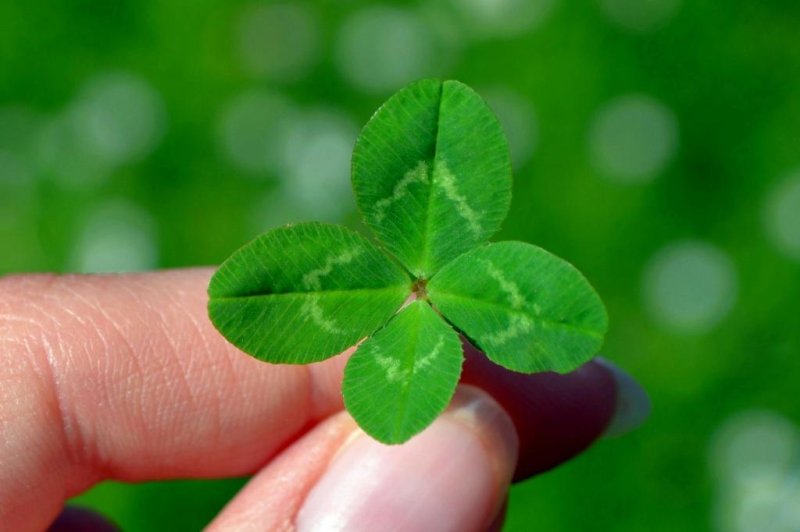 Betina Reich of Eau Claire, Wis., is seeking Guinness World Records recognition after collecting a four-leaf clover every day for 258 consecutive days. Photo by&nbsp;Bellezza87/Pixabay.com