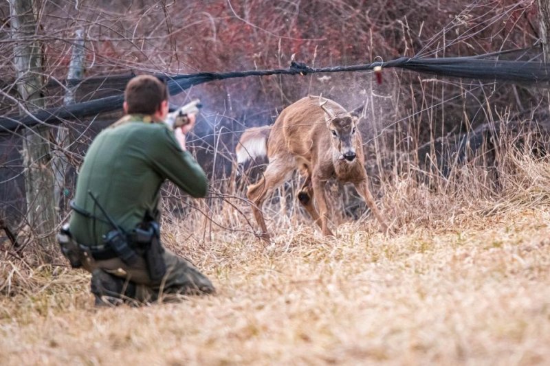 Pennsylvania Game Warden&nbsp;Ryan Zawada freed a buck entangled in vineyard netting by shooting off one of the animal's antlers. Photo courtesy of the Pennsylvania Game Commission/Facebook