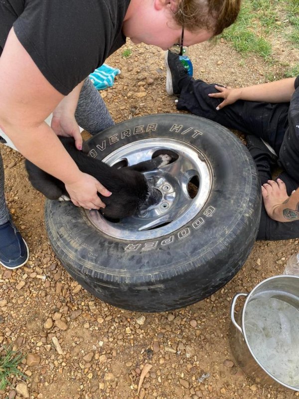 Firefighters in Savannah, Tenn., came to the rescue of a puppy found with its head stuck through the middle of a truck tire. Photo courtesy of the Hardin County Fire Department, Savannah Tennessee/Facebook