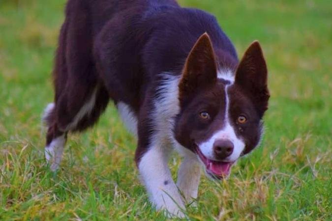 Kim, a 1-year-old border collie raised in Wales, broke a Guinness World Record for the most expensive sheepdog when she was auctioned for&nbsp;$38,893. Photo courtesy of Guinness World Records