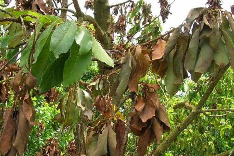 An avocado tree shows signs of laurel wilt disease. Photo courtesy of the University of Florida