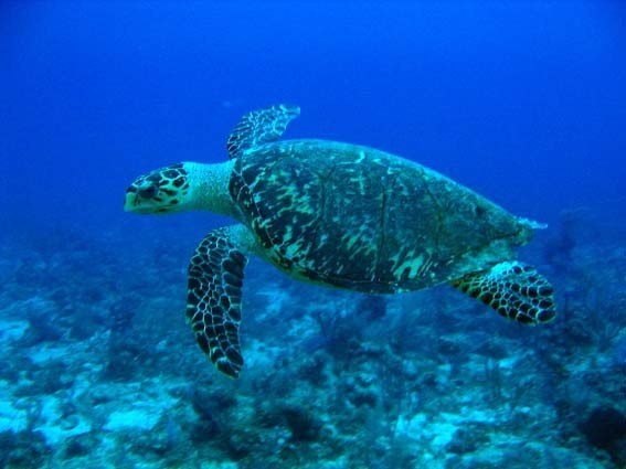 Turtles surviving by changing habitats