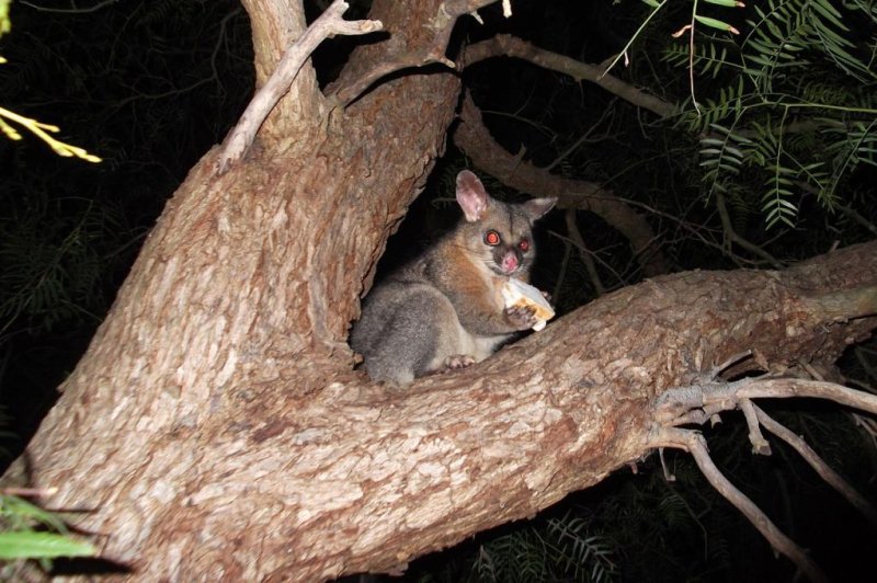 New Zealand woman 'held hostage by a possum'