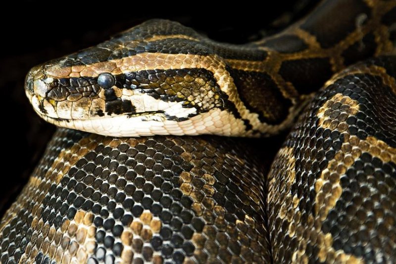 A 6-foot boa constrictor named Steve Irwin is on the loose after escaping from his owner's Mercer, Pa., home. <a href="https://pixabay.com/photos/constrictor-snake-close-danger-boa-2808200/">Photo by IanZA/Pixabay.com</a>