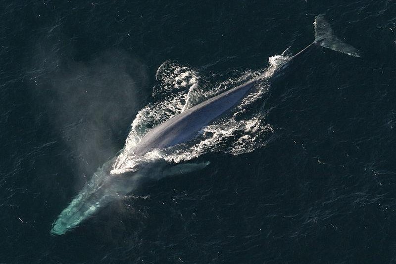 Researchers say that blue whales singing patterns are seasonal, based on eating and migrating patterns. Photo by NOAA/Flickr/Wikimedia