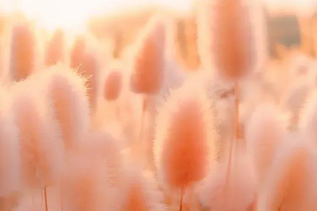 Peach Fuzz is Pantone's 2024 Color of the Year. The paint matching company described the color as "a heartfelt peach hue bringing a feeling of kindness and tenderness." Photo courtesy of Pantone