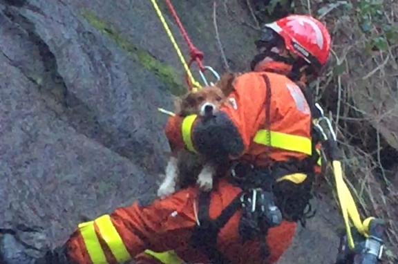 Dog rescued from quarry ledge after earthquake in Wales