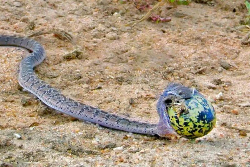 WATCH: Snake turns into balloon after stealing giant egg - UPI.com