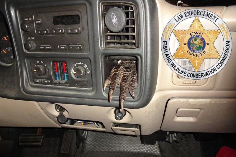 Florida man cited after officers spot alligator foot in his dashboard