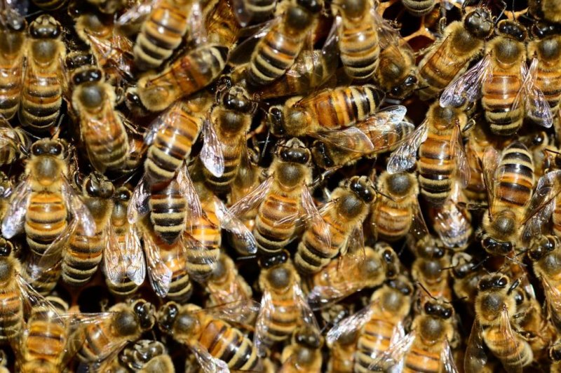 Mary Weaver said she and her husband discovered the house they recently purchased in Skippack, Pa., had 450,000 bees living inside the walls. Photo by PollyDot/Pixabay.com