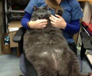 Thirty-pound cat too fat to jump on bed