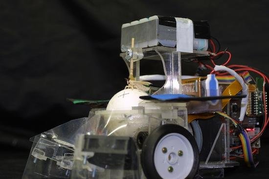 Japanese scientists create moth-controlled robot [VIDEO]