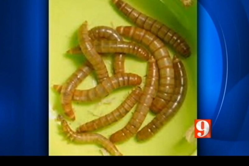 Rice was pulled from the menu at all Orange County Public Schools in Florida after live mealworms were found in the uncooked rice at Killarney Elementary School. WFTV video screenshot