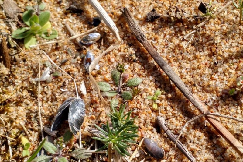 Mustard cress is pictured growing on a beach in northern Sweden. Photo by MPI f. Developmental Biology/M. Exposito-Alonso