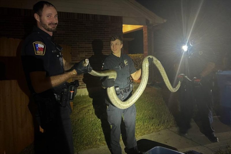 Cibolo Animal Services officers in Texas responded to a home where a large reticulated python was found hiding under a parked vehicle. The snake was later reunited with its owner. <a href="https://www.facebook.com/216834255004363/posts/pfbid0sPtrH1Znmzt8e6ExVdM3Q3599g3xAnJ9VJueJqq19ZoxtESscXXFo2Mc84UbU3tnl/?d=n&amp;mibextid=CbyEMU">Photo courtesy of Cibolo Animal Services/Facebook</a>