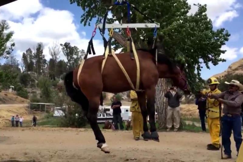 A harnessed horse is hoisted to safety after falling into a well. Screenshot: @FireScannerSCV/Twitter