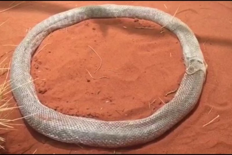 A snake finds its sloughed skin unusually difficult to escape. Screenshot: Alice Springs Reptile Center/Facebook