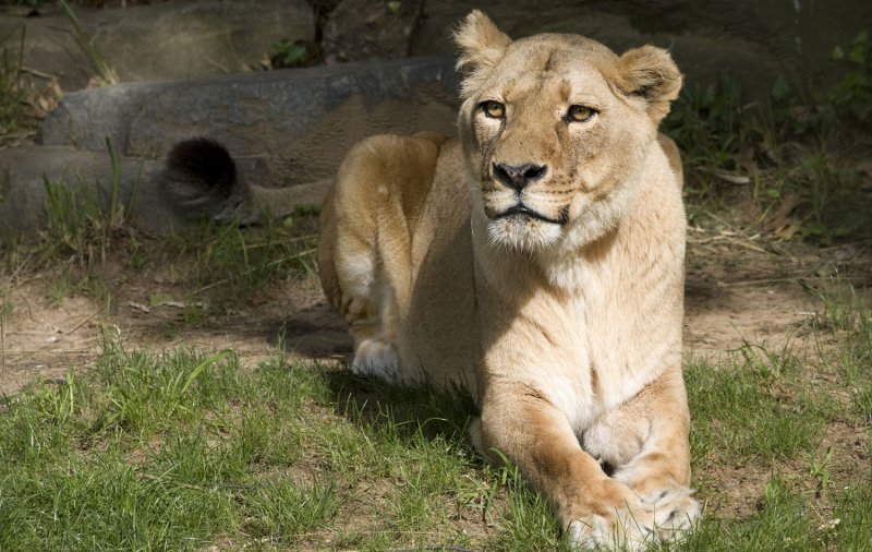 The National Zoo's senior female lion, Lusaka, seen in an undated photo, has died after developing fibrosarcoma, a cancerous tumor under the skin on her back, on January 15, 2010. UPI/Mehgan Murphy/Smithsonian's National Zoo | <a href="/News_Photos/lp/e25f078233a27f167f41db37d0090ac9/" target="_blank">License Photo</a>