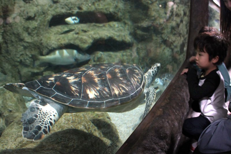 May 23 is World Turtle day. Photo by Stephen Shaver/UPI