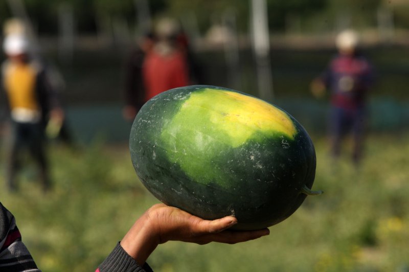 Mississippi town breaks Guinness record when 754 eat watermelon