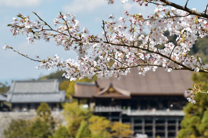 Cherry blossoms are seen at Kiyomizudera Temple in Kyoto, Japan, on April 4, 2020. A new study says cherry blossoms are blooming 11 days sooner due to urban global warming. File Photo by Keizo Mori/UPI