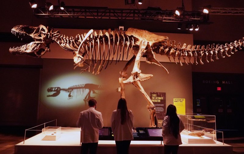Visitors inspect the large model of a T-Rex at a Tyrannosaurs display at the St. Louis Science Center. File Photo by Bill Greenblatt/UPI