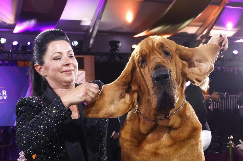 Trumpet the bloodhound wins Westminster Dog Show