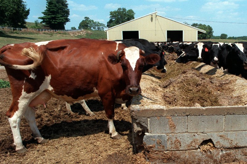 Companies are increasingly looking to the methane that comes from the decomposition of organic matter such as cow manure as a substitute for conventional natural gas. File photo by Ian Wagreich/UPI