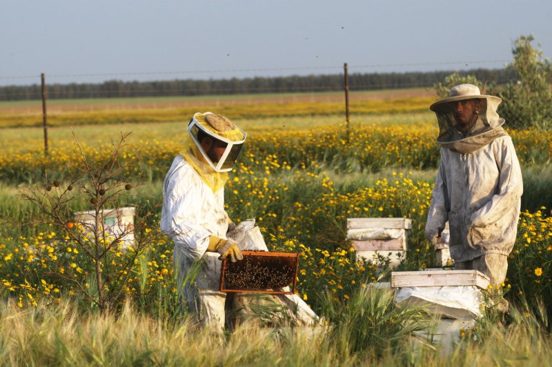Significant rates of colony collapse disorder have been reported all over the world. UPI/Ismael Mohamad