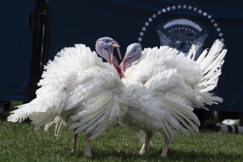 Liberty and Bell participate in a turkey pardoning ceremony at the White House. Here are five times traditional Thanksgiving foods, including turkey, potatoes and macaroni, made the Odd News headlines. Photo by Yuri Gripas/UPI