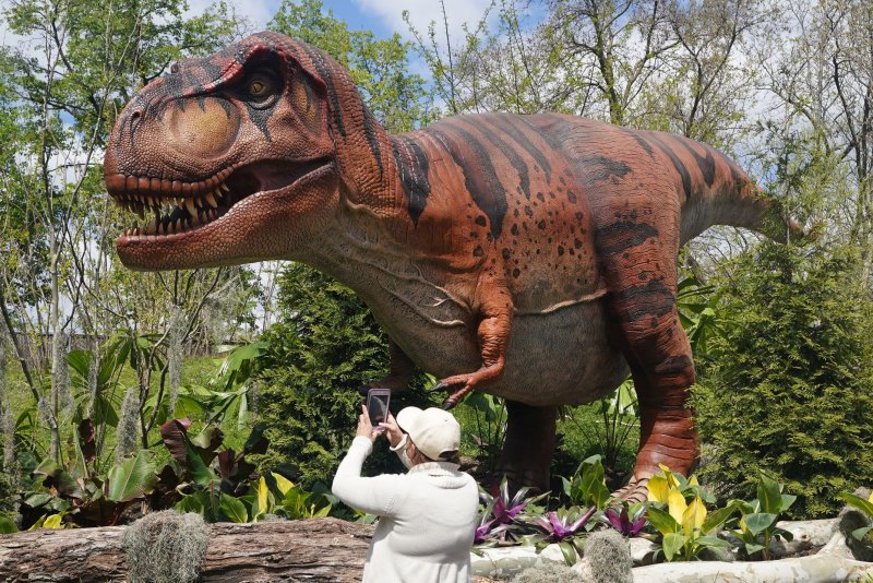 A visitor takes a photo of the Tyrannosaurus rex at the Saint Louis Zoo in April 2021. A new report says the T. rex was one species, disputing a March study that claimed the dinosaur should be broken down into three species. File Photo by Bill Greenblatt/UPI