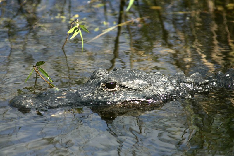 Florida man arrested over alligator found in his son's bedroom