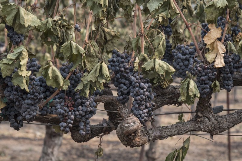 Rows and rows of Cabernet Franc grapes are ruined before harvest by the Glass Fire on Davis Estates vineyard in Calistoga, Calif., in September&nbsp; 2020. File Photo by Terry Schmitt/UPI