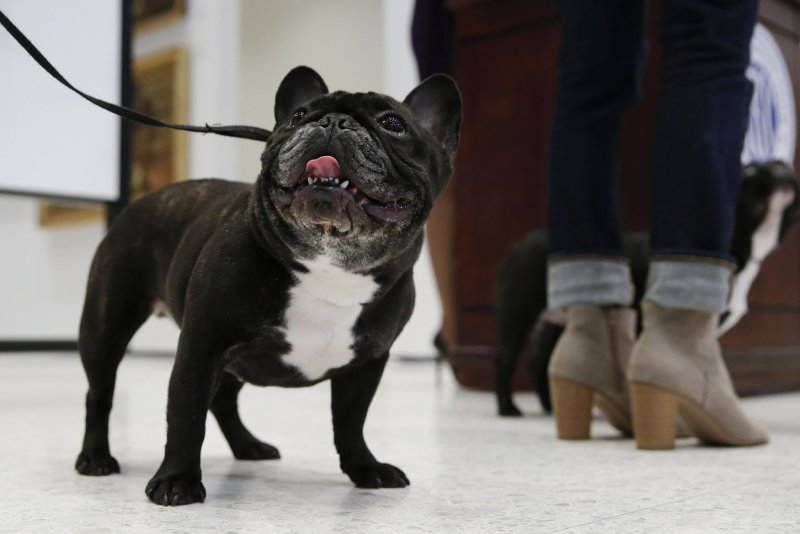 The American Kennel Club said French bulldogs were the most popular purebred dogs in the United States for the first time in 2022. File Photo by John Angelillo/UPI