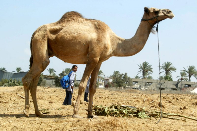 Further evidence MERS-CoV in humans acquired directly from camels. (UPI photo/Ismael Mohamad).