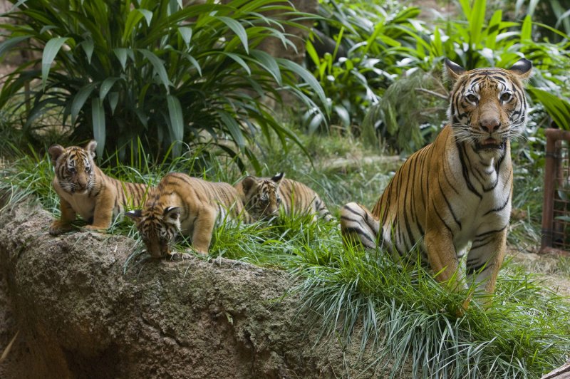 A trio of Malayan tigers were born at the Little Rock Zoo in Arkansas (this is a stock photo and does not depict the tigers in question). File Photo by Ken Bohn/UPI | <a href="/News_Photos/lp/9d816d8fab4b98d087d44575c578f0e2/" target="_blank">License Photo</a>