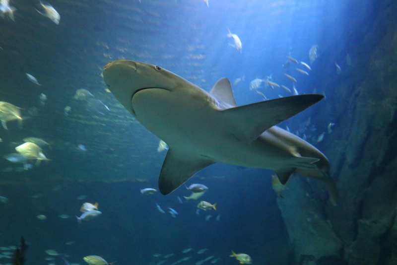 Continuing a five-year trend, Florida topped global charts in the number of shark bites with 28 -- representing 60% of the U.S. total and 38% of unprovoked bites worldwide. File Photo by Bill Greenblatt/UPI
