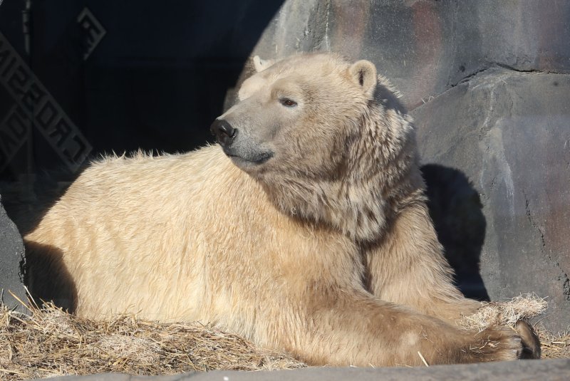 A polar bear -- not this one -- was caught on video having a wrestling match with a homeowner's dog in Alaska. File Photo by Bill Greenblatt/UPI