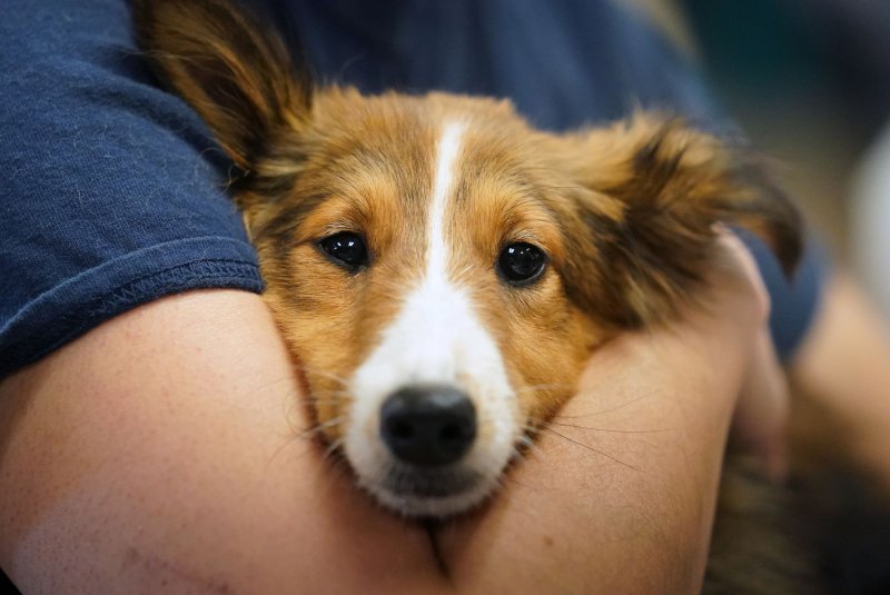 The study found a reduction in pain, anxiety and depression that ranged from 43% to 48% in patients who were treated with a visit from a trained therapy dog while in the emergency department. File Photo by Bill Greenblatt/UPI