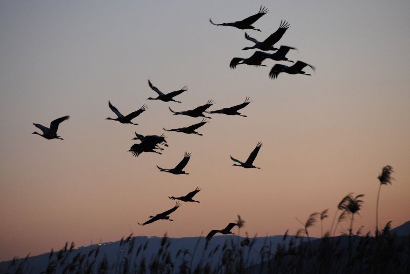 Cranes fly at dusk while wintering in Agamon Hula in northern Israel, February 6, 2014. According to the International Center for the Study of Bird Migration, approximately a billion birds, including 390 species, pass through Israel each year during the migration season. Approximately 30,000 cranes cross through Israel, which lies along the Syrian-African Rift Valley, as they migrate from Europe to Africa. Photo by Debbie Hill/UPI | <a href="/News_Photos/lp/6e6edb03eb9a6948dafc14d4d4f48323/" target="_blank">License Photo</a>